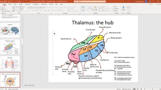 Sensory 3 Visual System смотреть онлайн