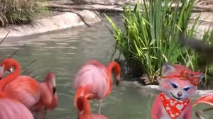 Есть ли в Казахстане фламинго?