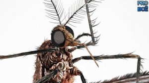 Почему комар кусает одних больше чем других?  Как избавиться от комаров и какие средства помогут?