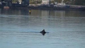 Город Североморск.