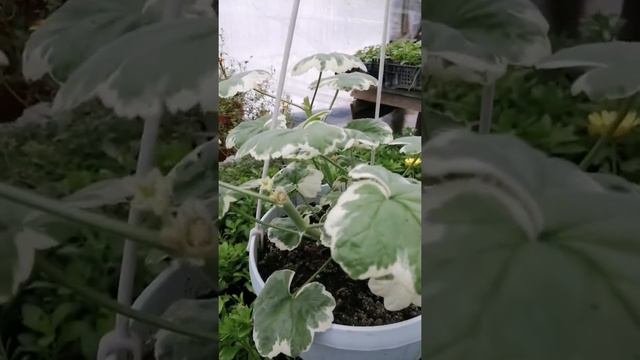 Герань плющелистная обзор. Черенкование в январе. смотреть онлайн