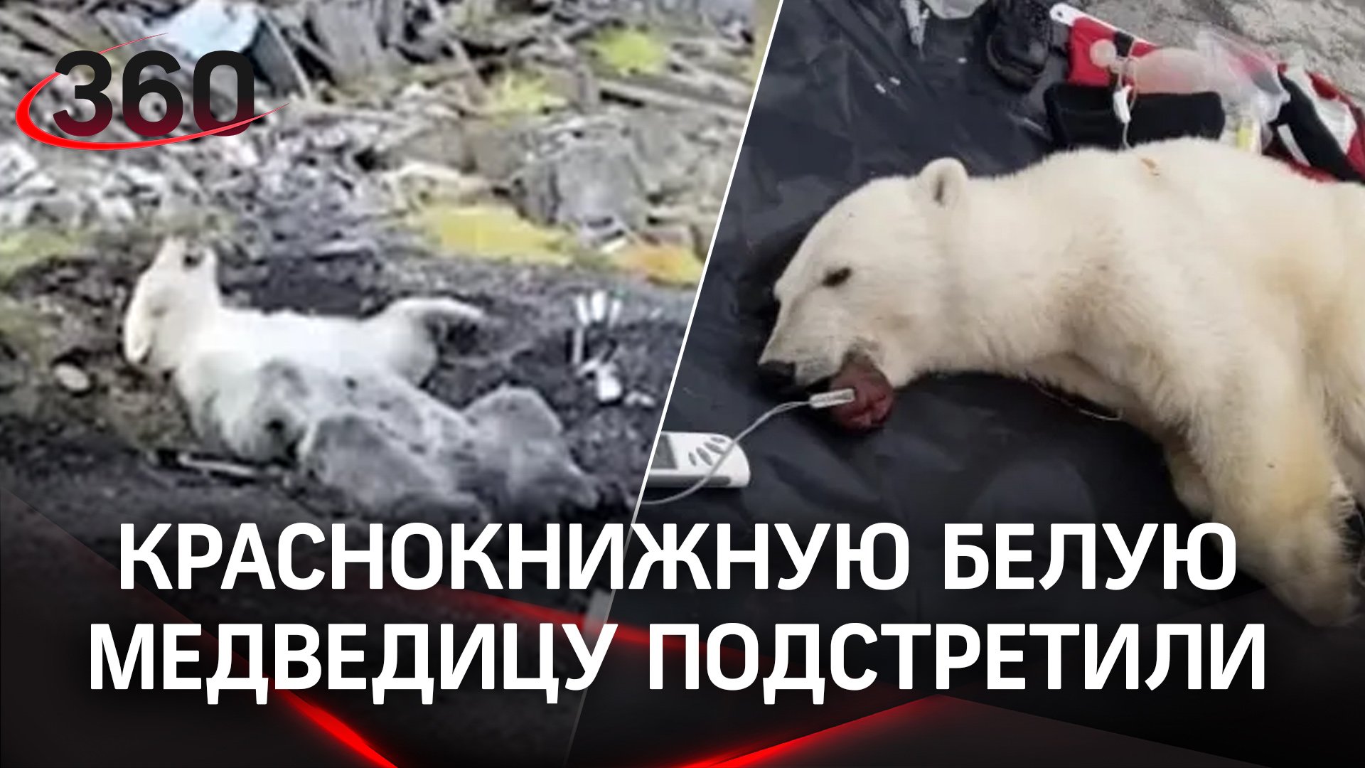 Краснокнижную белую медведицу подстрелили на севере: будет лечиться в Москве