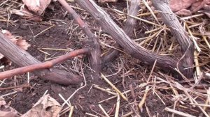 Формировка рукавов на укрывном винограде.