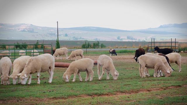 Живой звук овечки. Как говорит овца.