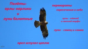 Хищные птицы в небе: пара орлов-карликов летает вместе с парой луней болотных. Орел напугал цаплю