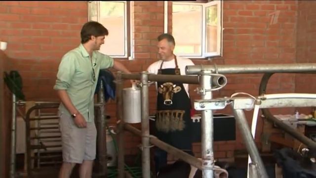 «Хочу знать»: Коровы, смотрящие ТВ смотреть онлайн