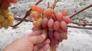 Крупно плодные (розовые) сорта винограда. Беларусь.