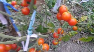 Урожайные помидоры чери