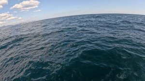 Шустрый дельфин