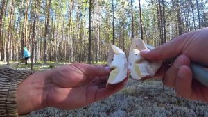 Грибы 2021. Тихая охота продолжается//Грибной рай Архангельской области. 10 августа.