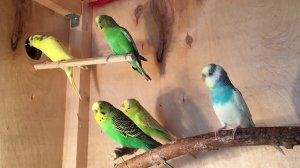 Кормление попугаев в период выведения птенцов, гнездование.