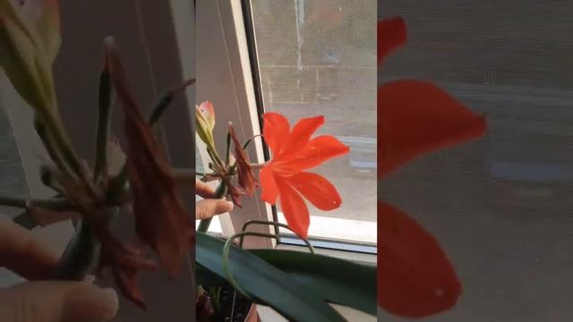 Валлота: цветение, уход и пересадка. Полезные советы смотреть онлайн