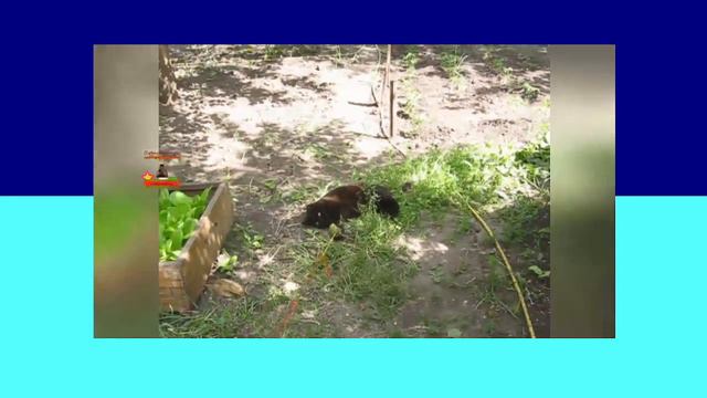 Поймать удачу за хвост Может только ловкий кот 幸運を尻尾で掴む 賢い猫にしかなれません смотреть онлайн