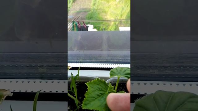 Желтеют листья огурцов россады, возможная причина, эксперимент. смотреть онлайн