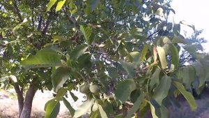 Грецкий орех.Дерево и плоды.