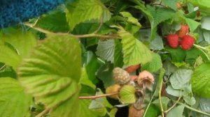 Корпико, летний сорт сладкой малины