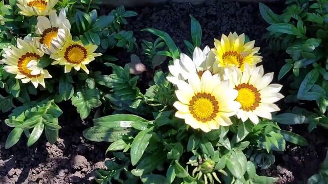 Обзор огородика 26 июня. смотреть онлайн