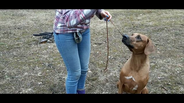 Как показывать зубы собаки на выставке смотреть онлайн