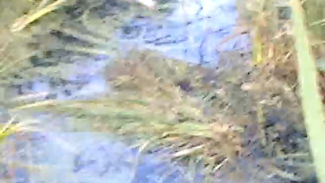 Лабрадор с уткой.3gp смотреть онлайн