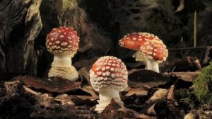 Fly agaric growing and dying time lapse