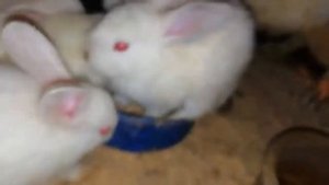 Крольчатам полтора месяца. Гранулированный корм для кроликов.