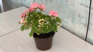 ПЕЛАРГОНИЯ ДЕНИЗ (БЕЛЬГИЯ)