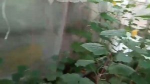 Плодоношение огурца на гидропонике , начало не без проблем