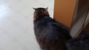 Говорящий Сибирский кот - СЕКРЕТАРЬ. Смешные коты)