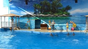 Дельфинарий. Шоу. Представление дельфинов. Видео для детей