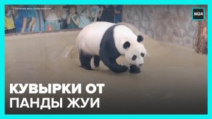 Московский зоопарк показал мастер-класс по кувыркам от панды Жуи - Москва 24