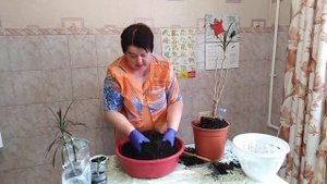Пересадка и черенкование драцены