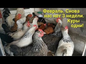 Курятник на даче: февраль. Нас не было на даче три недели, и куры остались одни.