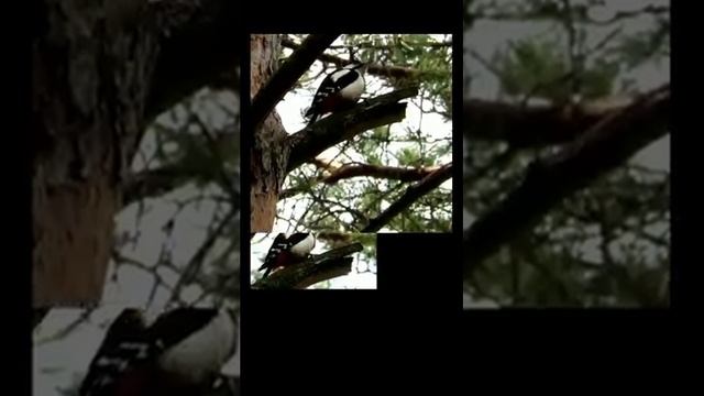 Звуки дятла в лесу