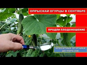 ОПРЫСКИВАЮ ОГУРЦЫ ПО ЛИСТУ В СЕНЯБРЕ! ОГУРЦЫ ПЛОДИНОСЯТ ДО МОРОЗОВ. видео