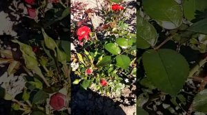 Роза Паприка