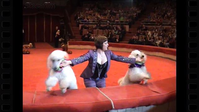 Цирк - Дрессированные собаки Алла Степаненко / Circus - Trained dogs Alla Stepanenko смотреть онлайн