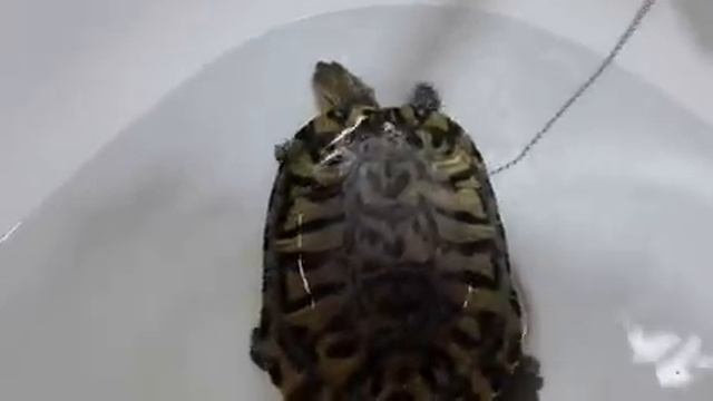 Как ухаживать за водной черепахой.