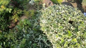 Бересклет стрижка кущів. кустов.Euonymus.