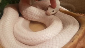 Нежная и ласковая змея. Техасский полоз - леуцист.