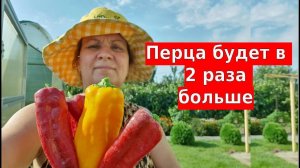 Как формировать перец. Перца будет 2 раза больше, если успеть сделать