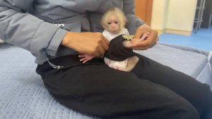Baby monkey Abi woke her mother up to prepare breakfast