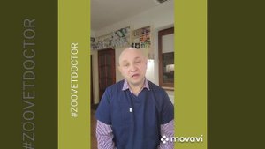Зооантропонозы, заболевания которые передаются от животных к человеку #zoovetdoctor