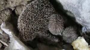 Ежиха с ежатами