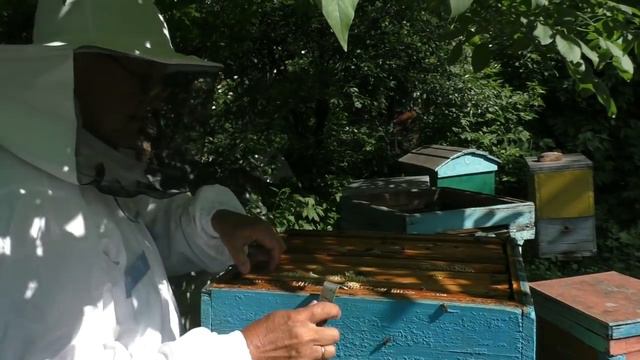 Отцвел рапс, отцвела акация, - надо качать мед! смотреть онлайн