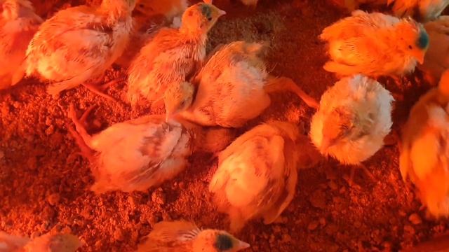 Самый крупный перепел/из мясных пород Альбинос техасский/Белый Фараон американский/Хитручкин двор.