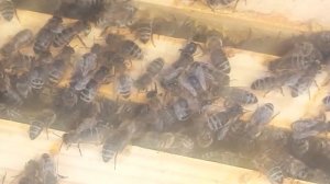 Карника Австрийская в Оренбурге.mp4