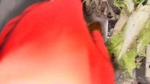 Домовые сверчки, уход, содержание, заморозка.