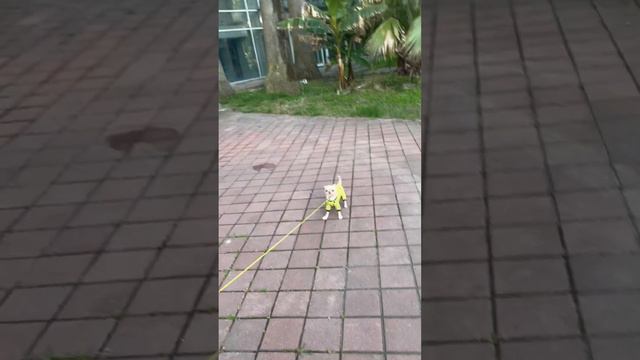 У собаки шок🫣 #dog #chihuahua #прогулка #ошейник #прогулкапопарку #гулять