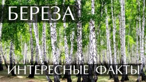 Береза. Интересные факты