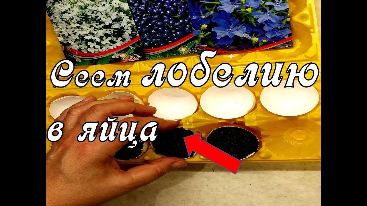 Обалденный способ посева семян Лобелии на рассаду в Яйца! Быстрые всходы лобелии